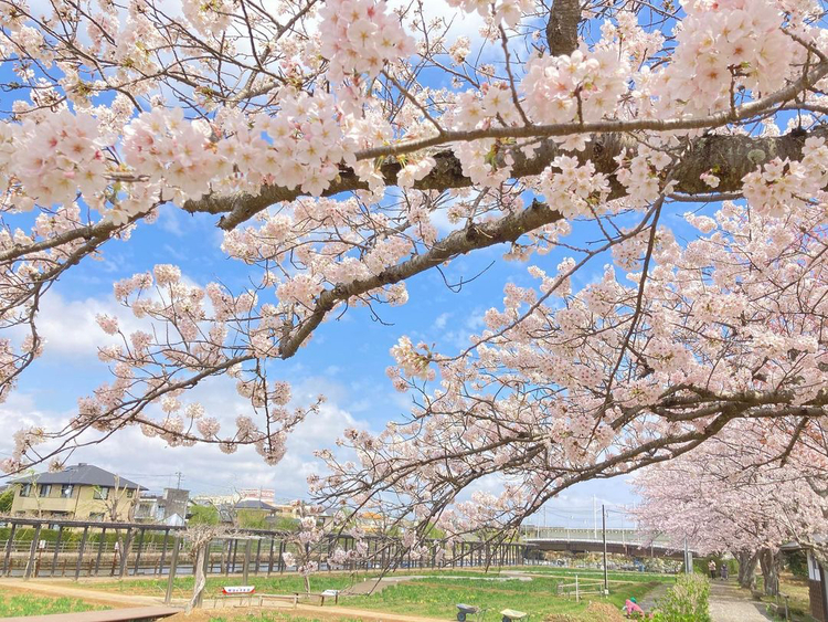 【ひと足早く 桜巡り】桜は、あやめ園の最初のいろどり・潮来（茨城・潮来市）