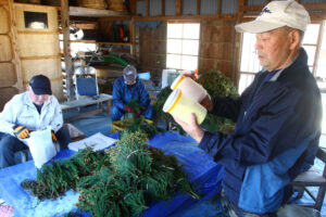スギ花粉採取のプロ 地域住民でつくるヤミゾ花粉研究会(茨城・大子町)