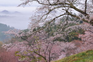 頂上まで15分  峠の桜道・沓掛峠(茨城・大子町)