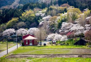 【ひと足早く 桜巡り】変電所の裏山で桜のメドレー・常陸太田（茨城・常陸太田市）
