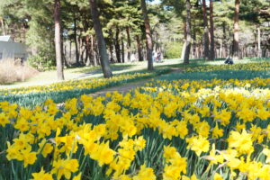 100万本のスイセン 国営ひたち海浜公園(茨城・ひたちなか市)