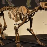 「恐竜ＶＳ哺乳類」展　県自然博物館で企画展（茨城・坂東市）