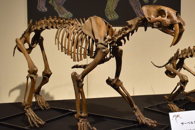 「恐竜ＶＳ哺乳類」展　県自然博物館で企画展（茨城・坂東市）