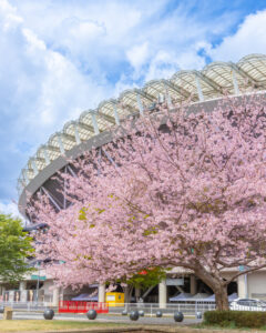 【ひと足早く 桜巡り】穴場のカフェで楽しむスタジアムの桜・鹿嶋(茨城・鹿嶋市)