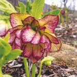 春告げる山野草、宿根草の販売　「ガーデン滝川」が２２日から（福島・矢祭町）