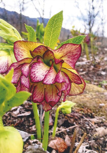 春告げる山野草、宿根草の販売　「ガーデン滝川」が２２日から（福島・矢祭町）