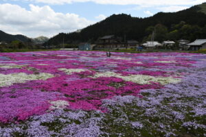 【花を訪ねるGW】　地域の輪が築いた花園　「芝桜のさと・こぶね」のシバザクラ（茨城・常陸大宮市）