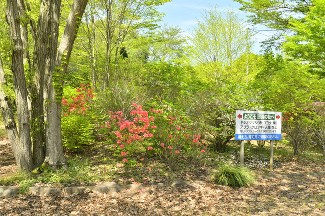開業記念「春の落葉樹まつり」　自然樹院（茨城・笠間市）