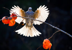 フォトサークル四季の6人展　水郷まちかどギャラリー（茨城・潮来市）