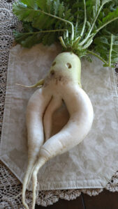 手足があるダイコン収穫(茨城・日立市)