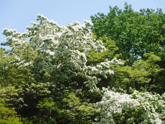 【花を訪ねるGW】春に雪をまとう木　県植物園のヒトツバタゴ（茨城・那珂市）