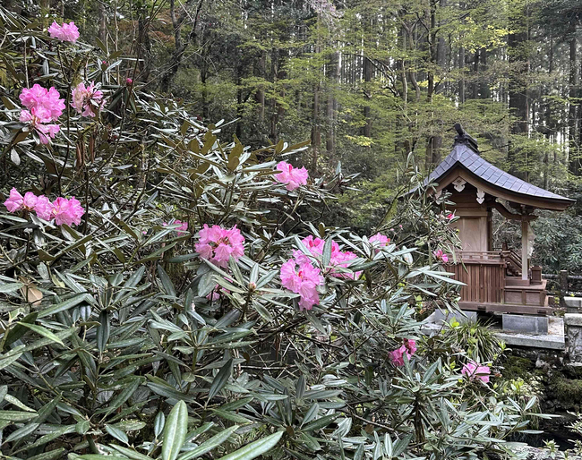 【花を訪ねるGW】ひっそりと咲く記念物　花園神社のシャクナゲ（茨城・北茨城市）