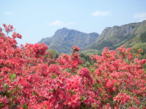 【花を訪ねるGW】奥久慈の山並み背負う西金つつじケ丘のツツジ(茨城・大子町)