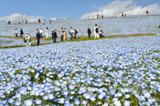 【花を訪ねるGW】　世界に知られる青の丘　国営ひたち海浜公園のネモフィラ（茨城・ひたちなか市）