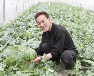 気の早いスイカが出荷間近　アグリニューウインズ（茨城・神栖市）