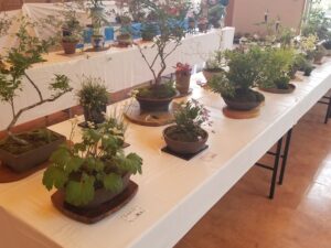 13・14日「春の山野草展」 水郷県民の森(茨城・潮来市)