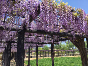 【花を訪ねるGW】風に揺れる花の長いトンネル 水郷潮来あやめ園のフジ(茨城・潮来市)
