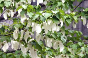 【花を訪ねるGW】植物界のパンダ? 水戸市植物公園のハンカチノキ(茨城・水戸市)