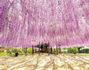 5月1５日まで「大藤まつり」開催　「あしかがフラワーパーク」（栃木・足利市）