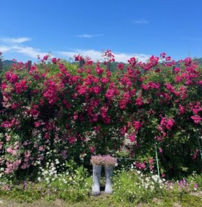 夫婦手作りの庭 を25・26日に公開 「Eガーデン」(茨城・常陸太田市)