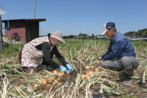 北浦湖岸の優しい玉ねぎ 「沖洲玉ねぎ」収穫期 生産者減で流通は限定的(茨城・行方市)