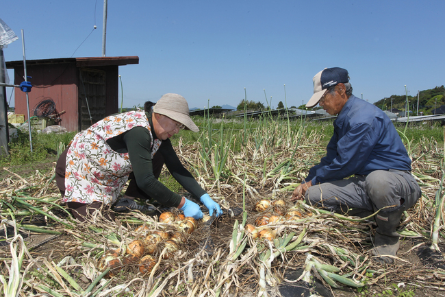 北浦湖岸の優しい玉ねぎ　「沖洲玉ねぎ」収穫期　生産者減で流通は限定的（茨城・行方市）
