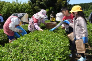 初音茶 ５年目の収穫　徳川光圀ゆかりの茶（茨城・城里町）