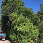 剪定、ぬかるみ対策、草刈りも　庭の悩み解決「油屋」（茨城・小美玉市）