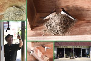 ツバメと、“日本の父”のいつもの初夏　古い商店（茨城・行方市）