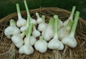 みずみずしくて、香りさわやか 「城里にんにく本舗」が生ニンニクを限定販売 送料込み2680円(茨城・城里町)