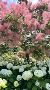 いばらき花絶景フォトコン 県地域振興課がSNS活用して(茨城)