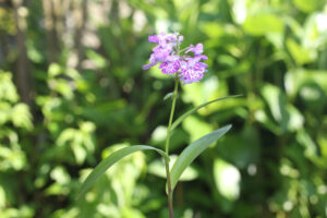 展示販売 ウチョウラン展 笠間「根本製菓」隣で13日~(茨城・笠間市)