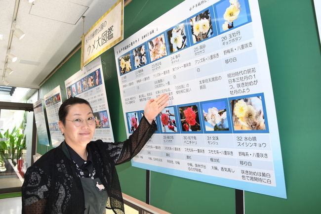 水戸の梅 “植物遺産”に　市植物公園で 認定130品種のパネル展（茨城・水戸市）