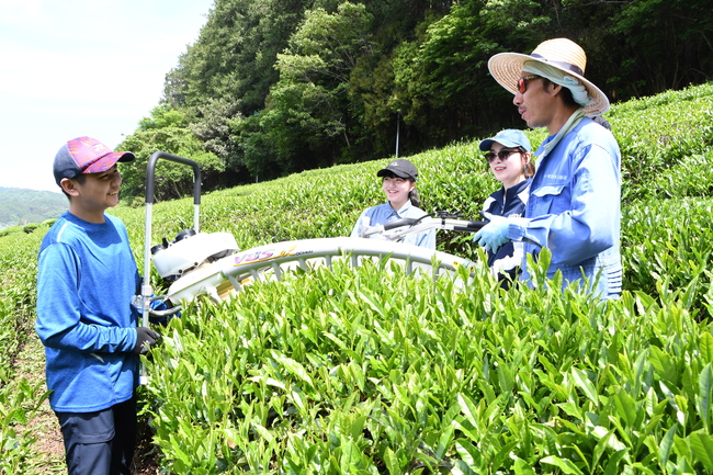 恒例茶摘みで２００kg収穫　ルネサンス高校の生徒ら（茨城・大子町）