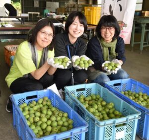 【梅雨点景】食べて楽しむ水戸の梅　ブランド梅ふくゆい（茨城・水戸市）