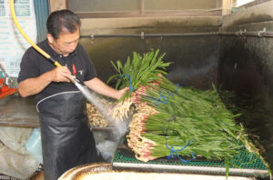 湖岸の初夏の味覚 収穫最盛期　吉川の葉ショウガ（茨城・行方市）