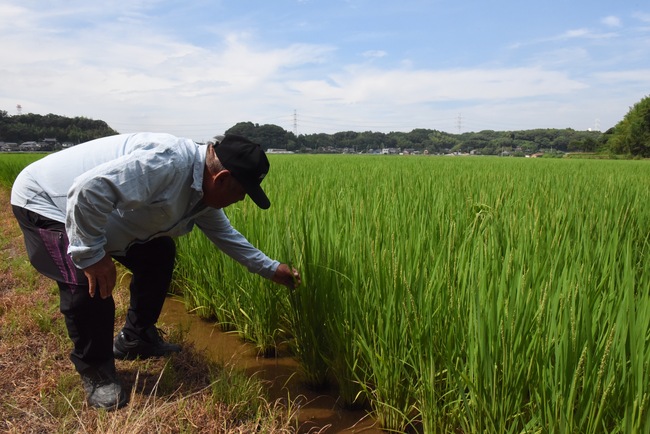 水郷の田んぼに早くも稲穂　一番星栽培農家（茨城・潮来市）