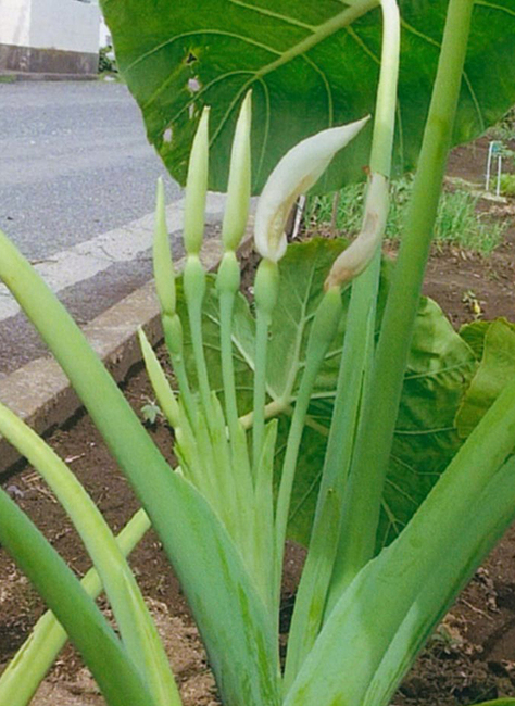 ハスイモが開花（茨城・ひたちなか市）