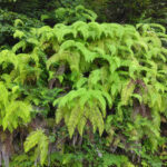 花はないけど、華はある　県自然博物館（茨城・坂東市）でシダ植物テーマの展示