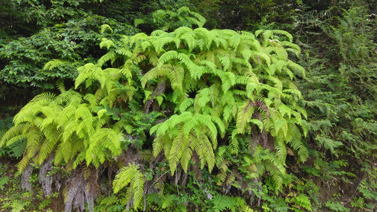 花はないけど、華はある　県自然博物館（茨城・坂東市）でシダ植物テーマの展示