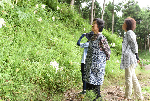 ヤマユリ咲く散策路を開放　２５日まで井上の山（茨城・行方市）