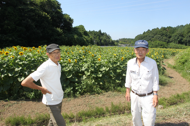 休耕田にヒマワリ咲かす　幡谷さんら有志５人（茨城・行方市）