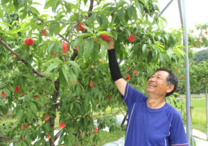 奥久慈に桃の季節 地域流通のみの希少品 8月まで(茨城・大子町)