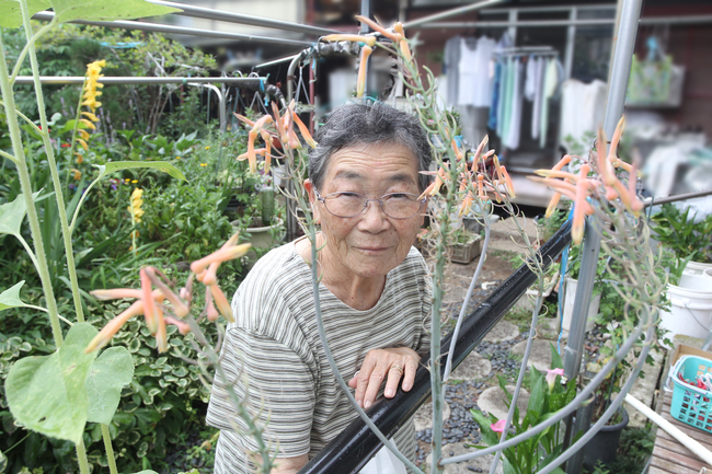 購入から２０年 突然枝のようものが･･･　アロエにオレンジの花開花（茨城・水戸市）