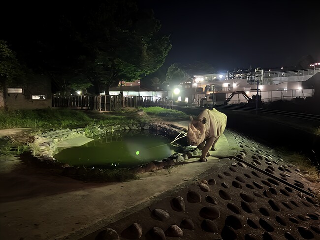 夜の動物園開催中　かみね動物園（茨城・日立市）