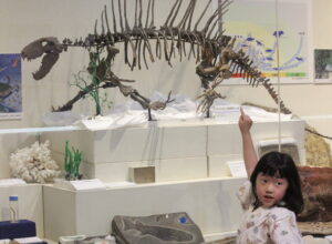 「生きている化石のひみつ」展 市歴史民俗資料館(茨城・神栖市)