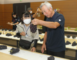 ブドウは最高の出来栄え ぶどう部会が品評会開催(茨城・常陸太田市)