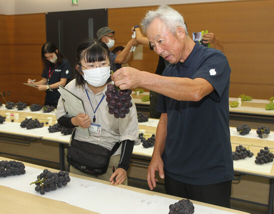 ブドウは最高の出来栄え　ぶどう部会が品評会開催（茨城・常陸太田市）