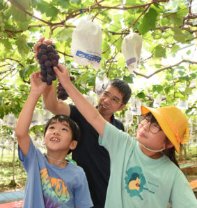 誉田小児童ブドウを収穫 ブドウ園が協力する恒例行事(茨城・常陸太田市)