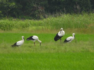 地上でエサを探すコウノトリの写真